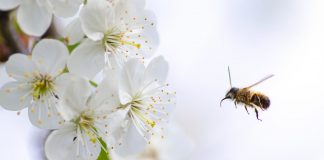 Januárra nem lesz a magyar szabadpiacon eladó méz