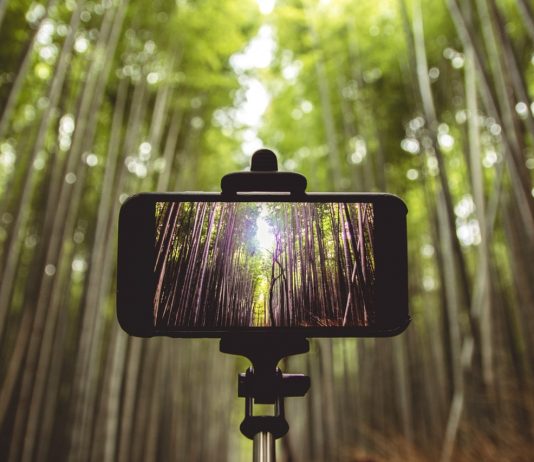 Erdőtelepítéssel a légszennyezés csökkentésért