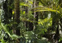 Az erdők legalább fél fokkal hűvösebben tartják a Földet egy új tanulmány szerint