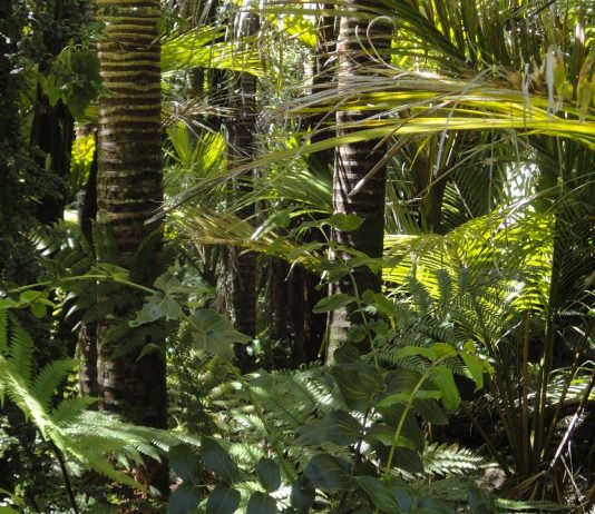 Az erdők legalább fél fokkal hűvösebben tartják a Földet egy új tanulmány szerint