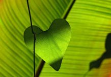 Fenntarthatóság: kiderült, mennyire tudatosak a magyarok a régió országaihoz képest