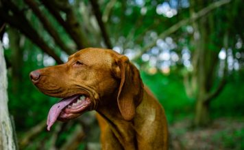 Minden második magyar háztartásban él legalább egy kutya Magyarországon