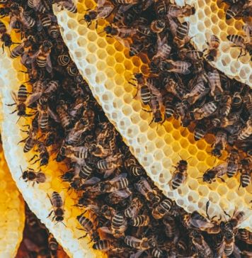 Egyre nagyobb az érdeklődés az egyetlen horvátországi “méhhotel” iránt