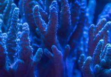 A hatodik tömeges korallfehéredés zajlik az ausztráliai Nagy-korallzátonyon