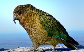 Használni tudja az érintőképernyőt, de nem érti a virtuális és a valós közti különbséget a kea