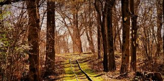 A hétvégén már újra üzemel két börzsönyi erdei vasút