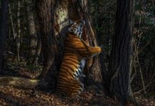 A vízierőművek gátjai miatt csökken a tigrisek és jaguárok száma