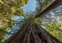 2000 db új fát ültetett a FŐKERT Rákoshegyen