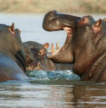 Felismerik barátaik hangját a vízilovak