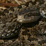 Közös felelősségünk a biológiai sokféleség megőrzése