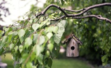 Téli madáretetés: Így etessük a madarakat!