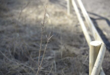 Tovább zöldül Budapest: három újabb, Miyawaki koncepció szerinti erdőt ültet a Budapesti Közművek FŐKERT Divíziója