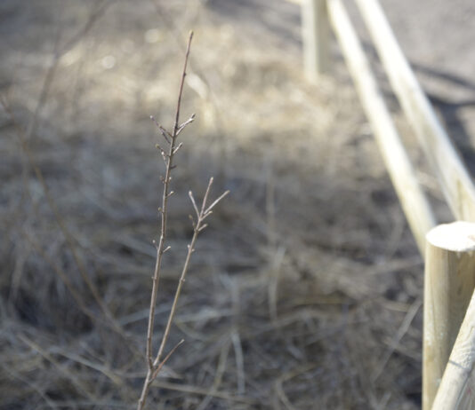 Tovább zöldül Budapest: három újabb, Miyawaki koncepció szerinti erdőt ültet a Budapesti Közművek FŐKERT Divíziója