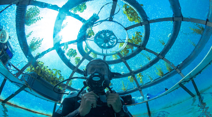 Növénytermesztés a víz alatt