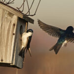 Madarak és Fák napja: védjük meg madarainkat és az élőhelyüket!